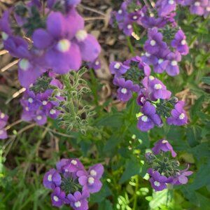 Meet your Posher, Cynthia